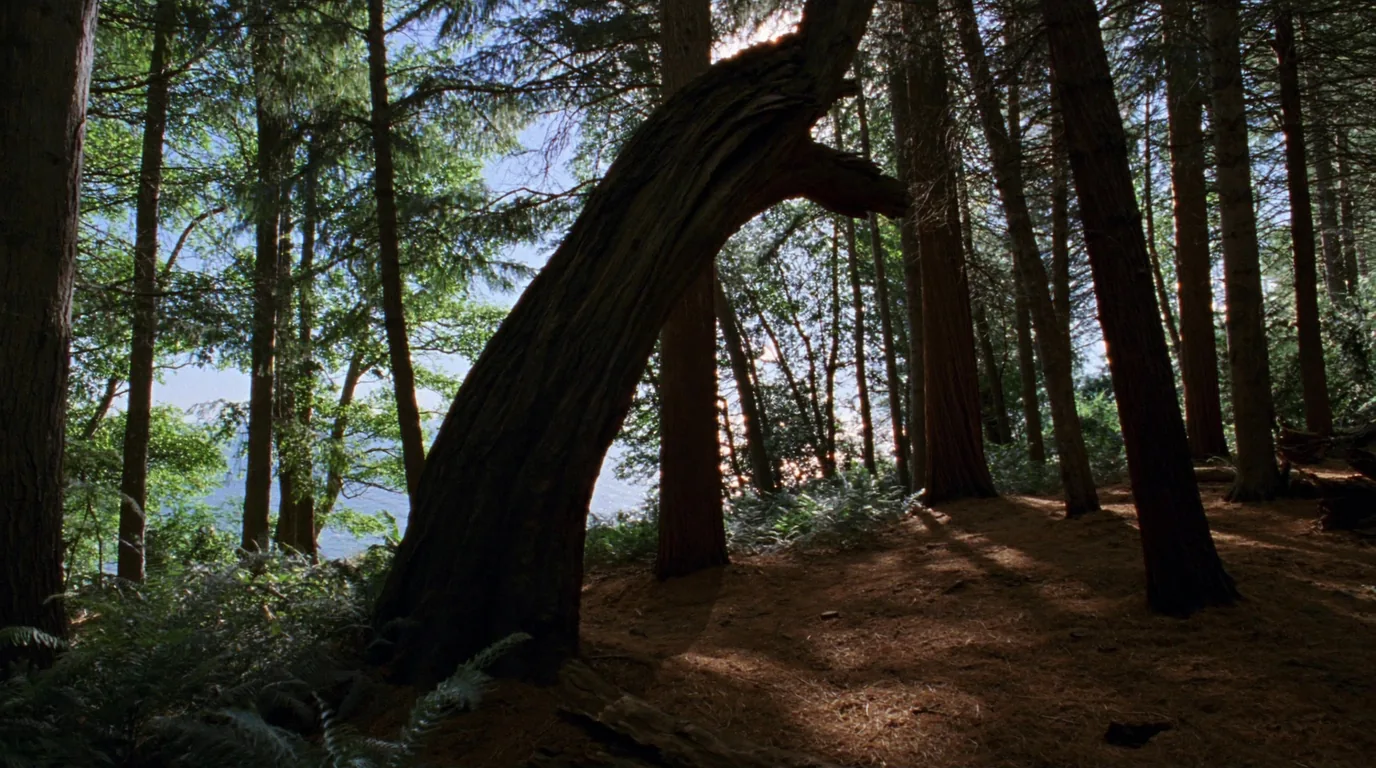 Tall old-growth hemlock trees on a Lake Superior island with deep shade, a soft needle floor and green filtered light, mossy fallen logs, Apostle Islands Wisconsin, ultrarealistic photograph representative of the region