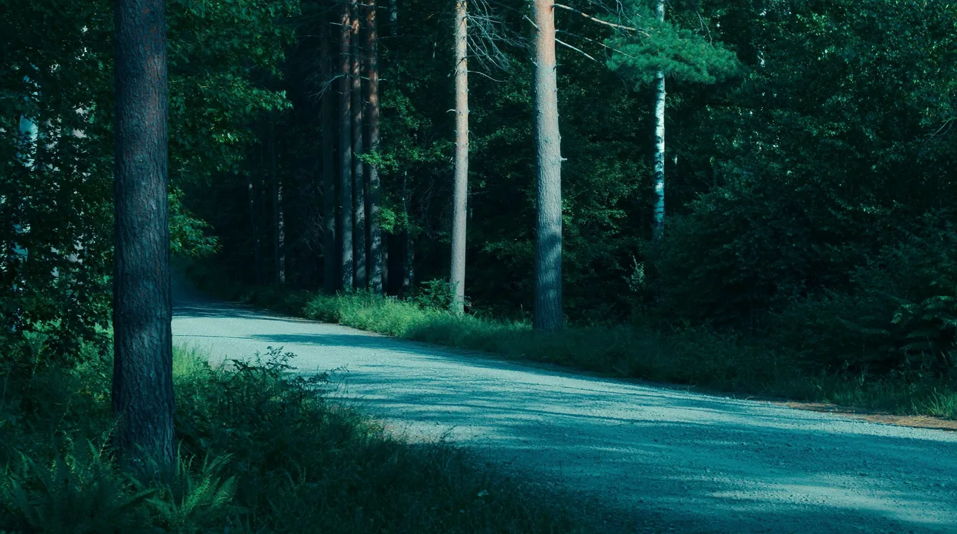A quiet gravel forest road running through dense green Wisconsin Northwoods, mixed pine birch and maple crowding both verges, dappled light, no traffic, ultrarealistic photograph representative of the region