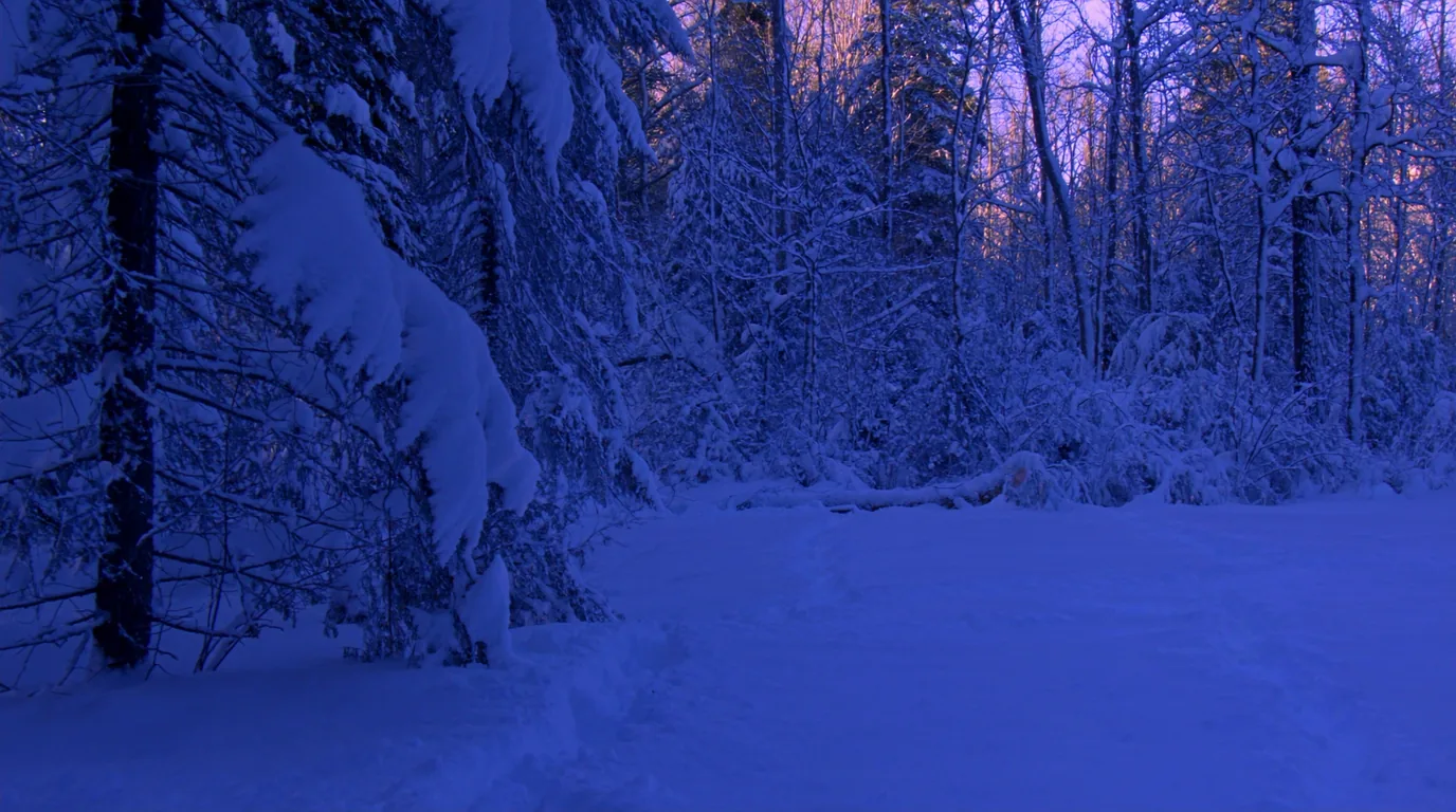 Deep snow lying in a northern hardwood and hemlock forest, snow-laden boughs and dark trunks, blue winter light and untracked white ground, Michigan Upper Peninsula, ultrarealistic photograph representative of the region