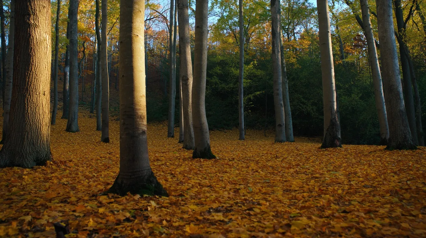 Beech and maple forest in full autumn colour of orange gold and red standing above pale dune sand and deep blue Lake Michigan water, Sleeping Bear Dunes Michigan, ultrarealistic photograph representative of the region